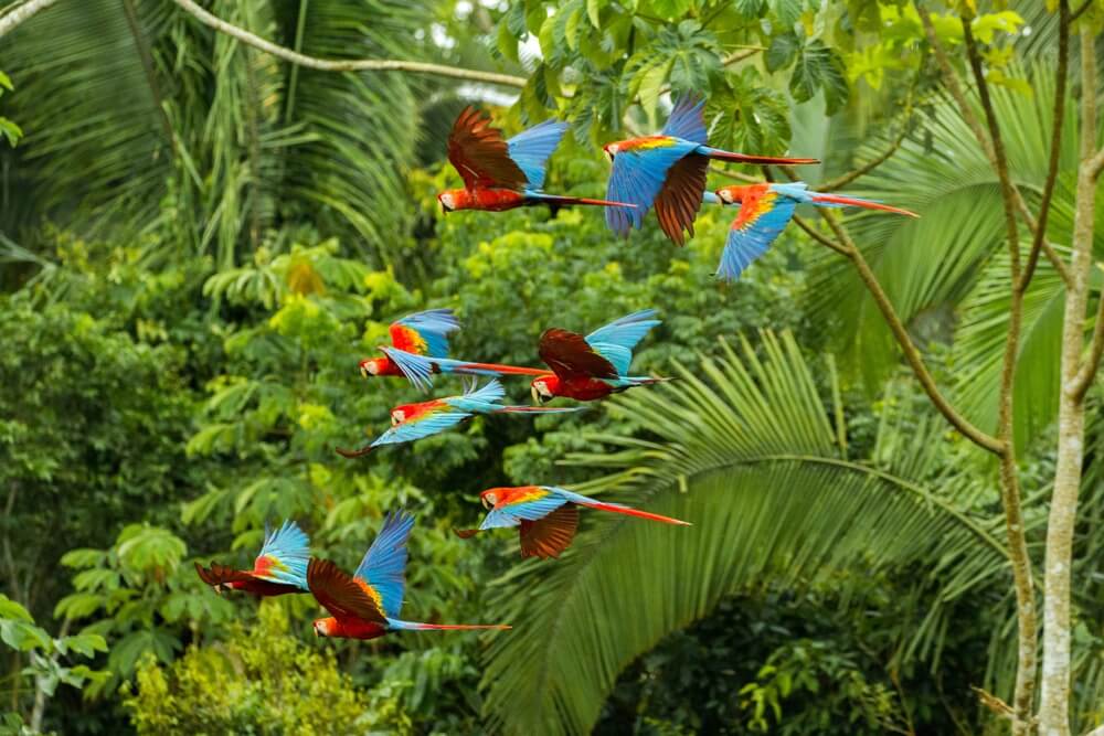 Amazon Peru National Park