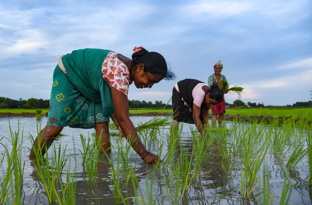 India Agriculture