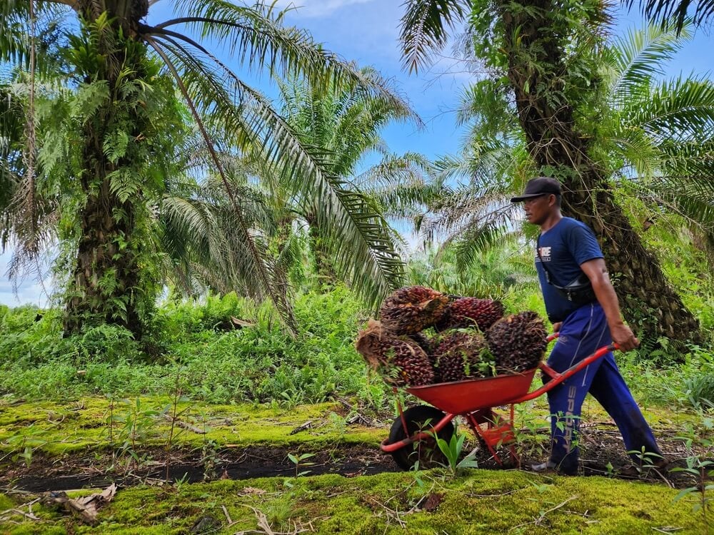 Indonesia Palm Oil Plantation