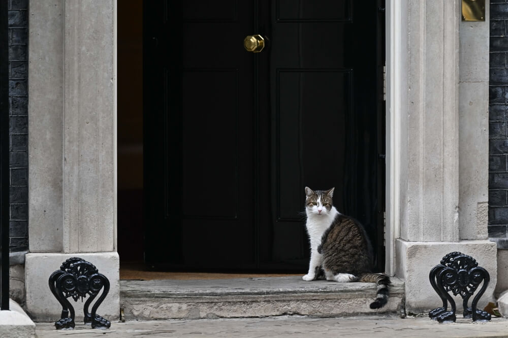 Larry the Cat