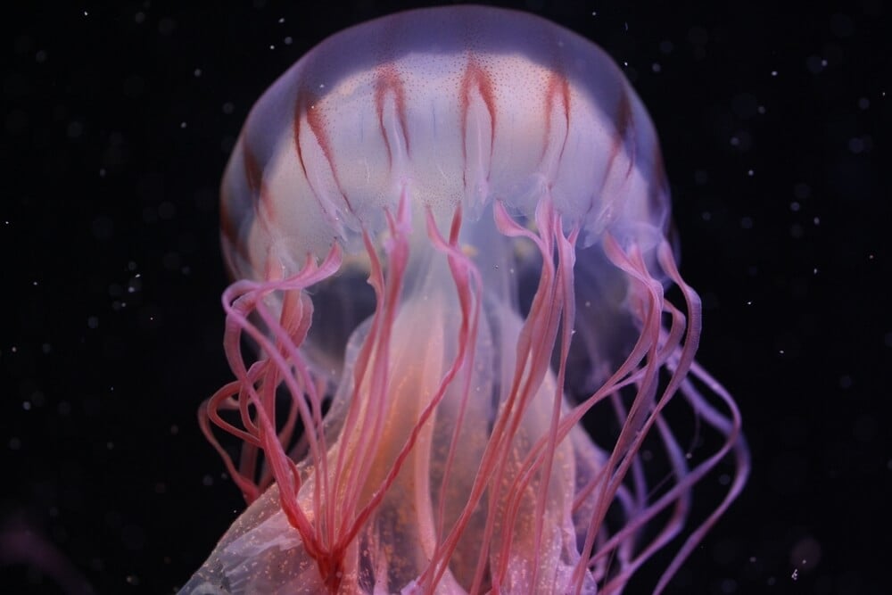 Atlantic Jellyfish