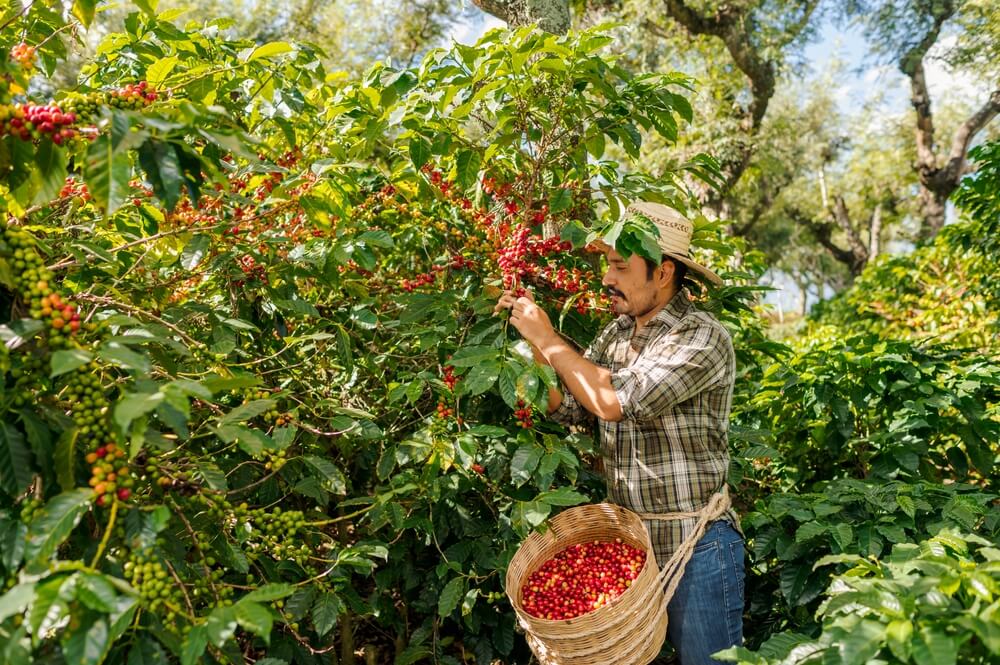 Coffee Plantation Guatemala