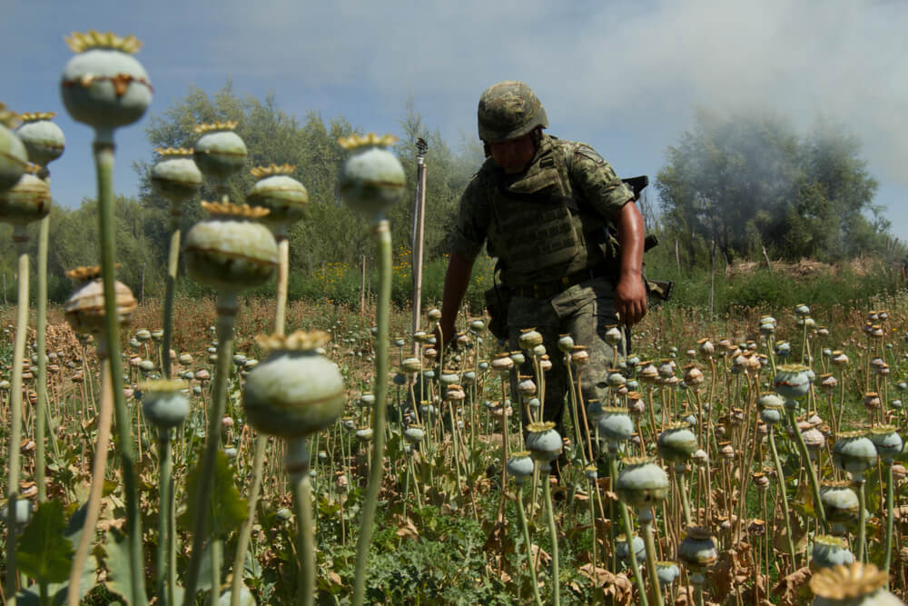 Mexico Poppy Field