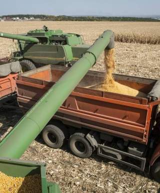 bears down on food security