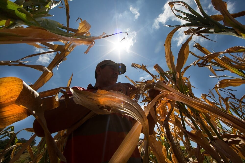 Drought Agriculture