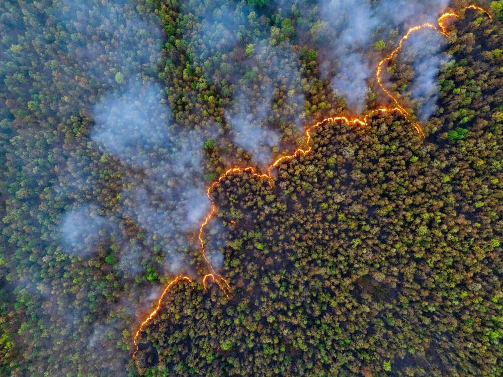 Wildfire